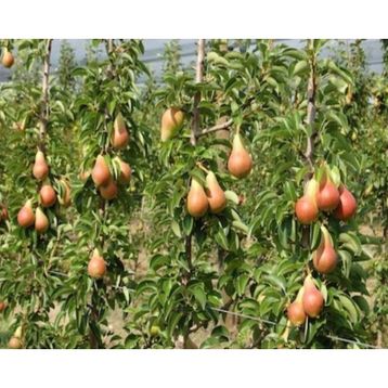 Tüplü Aşılı Verimli İtalyan Carmen Armut Fidanı