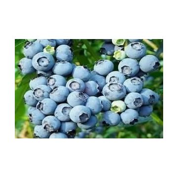 Tüplü Blueberry Yaban Mersini Fidanı