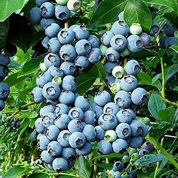 Tüplü Blueberry Yaban Mersini Fidanı