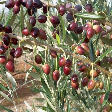 Tüplü Bodur Meyve Verme Durumunda Arbequına Zeytin Fidanı