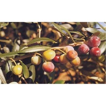 Tüplü Bodur Meyve Verme Durumunda Arbequına Zeytin Fidanı