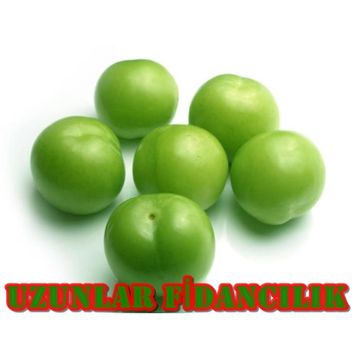 Tüplü Can Erik Fidanı