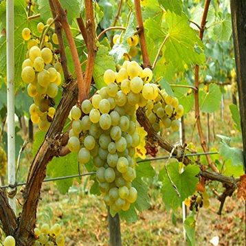 Tüplü Chardonnay Üzüm Asma-Bağ Fidanı