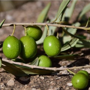 Tüplü Çil Topak Tavşan Yüreği Zeytin Fidanı