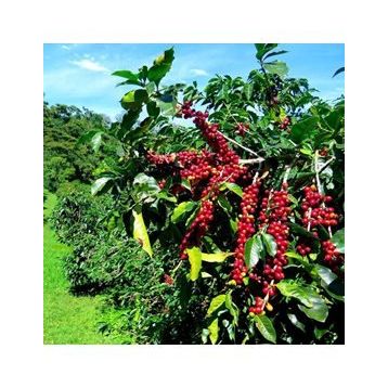 Tüplü Coffea Arabica Kahve Fidanı