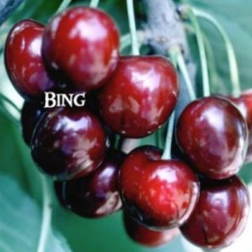 Tüplü Çok İri Meyveli Bing Kiraz Fidanı
