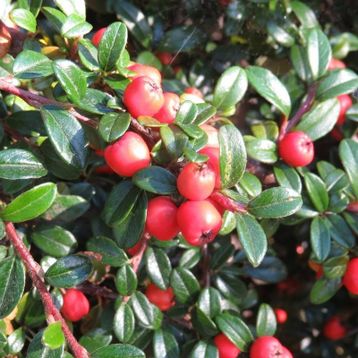 Tüplü Cotoneaster Taş Elması Fidanı