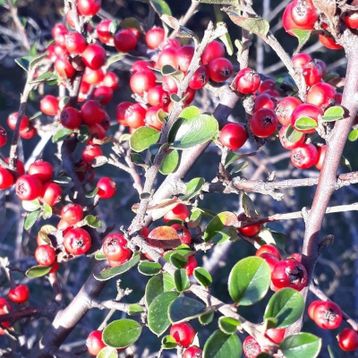 Tüplü Cotoneaster Taş Elması Fidanı