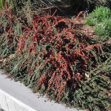 Tüplü Cotoneaster Taş Elması Fidanı