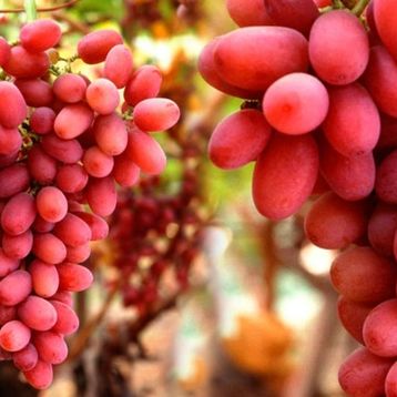 Tüplü Crimson Çekirdeksiz Üzüm Fidanı