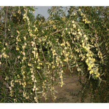Tüplü İspanyol Bodur Arbequina Zeytin Fidanı 1yaş