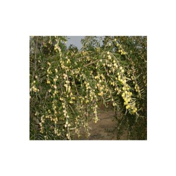 Tüplü İspanyol Bodur Arbequina Zeytin Fidanı 1yaş