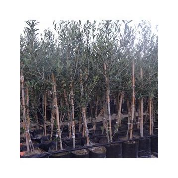 Tüplü İspanyol Bodur Arbequina Zeytin Fidanı 1yaş