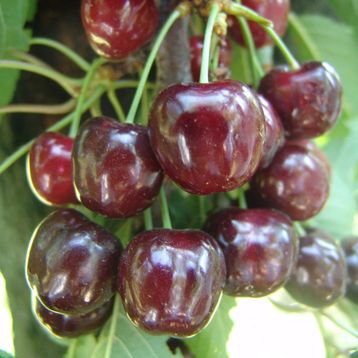 Tüplü Kendine Verimli Celeste Kiraz Fidanı
