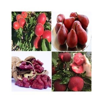 Tüplü Kırmızı Meyve Fidanı Paketi