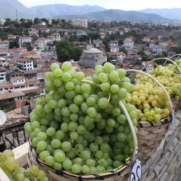 Tüplü Kokulu İri Salkımlı Geleneksel Safranbolu Çavuşu Üzüm Asma-Bağ Fidanı