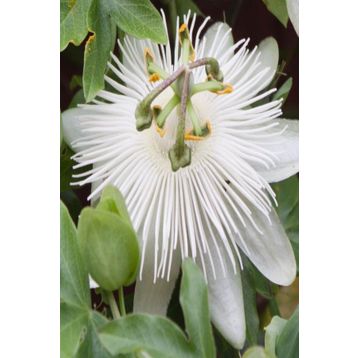 Tüplü Kokulu Passiflora Constance Eliott Fidanı
