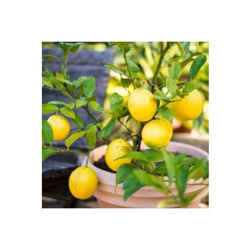 Tüplü Mayer Bodur çiçekli Limon Fidanı