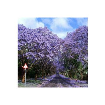 Tüplü Mor Çiçekli 40-60 cm Yoğun Kokulu Paulownia Ağacı Fidanı