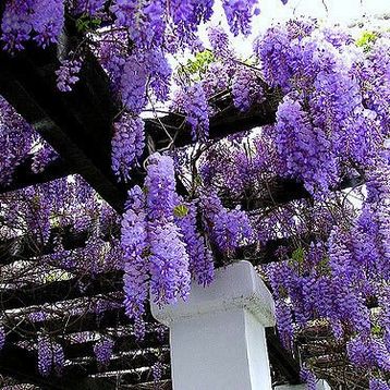 Tüplü Mor Salkım Fidanı