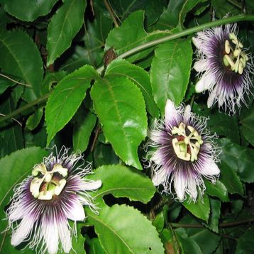 Tüplü Pasiflora Edulis Maruçya Fidanı