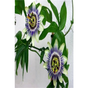 Tüplü Pasiflora Edulis Maruçya Fidanı