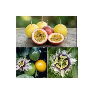 Tüplü Pasiflora Edulis Maruçya Fidanı