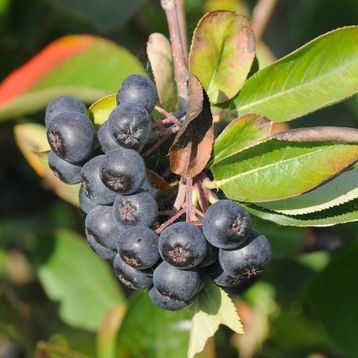 Tüplü Siyah Aronia Chokeberry Fidanı