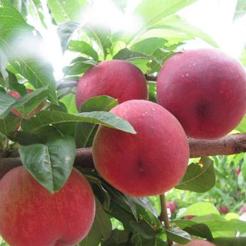 Tüplü Tam Bodur İnnovative Tree Cresthaven Şeftali Fidanı