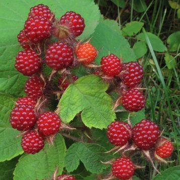 Tüplü Tatlı Wineberry Japon Böğürtleni Şarap Ahududu Fidanı