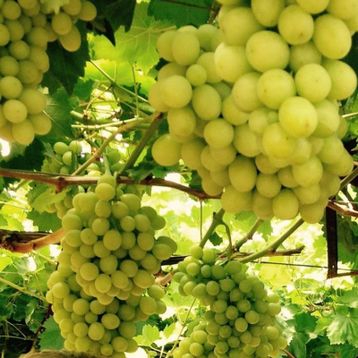 Tüplü Thompson Çekirdeksiz Üzüm Fidanı