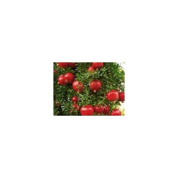 Tüplü Wonderful Nar Fidanı