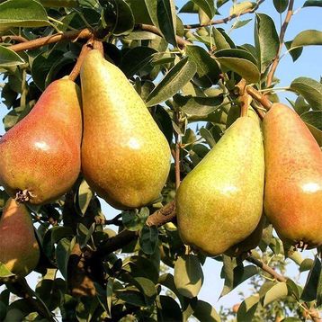 Tüplü Yarı Bodur Carmen Armut Fidanı