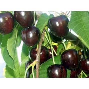 Tüplü Yarı Bodur Kordia Kiraz Fidanı