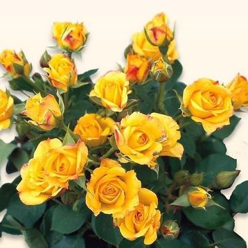 Tüplü Yediveren Yellow Taifun Gül Fidanı