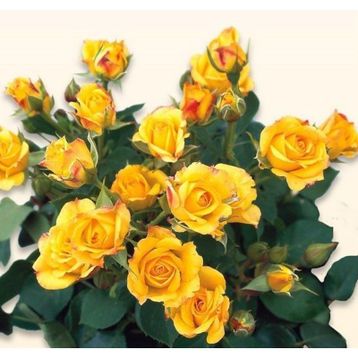 Tüplü Yediveren Yellow Taifun Gül Fidanı