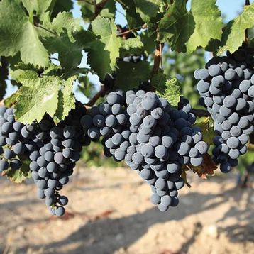 Tüplü Yüksek Verimli Aromalı Autumn Royal Üzüm Asma-Bağ Fidanı