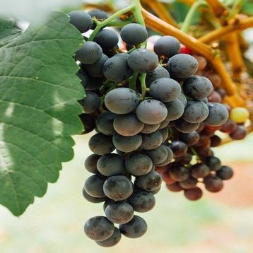 Tüplü Yüksek Verimli Aromalı Autumn Royal Üzüm Asma-Bağ Fidanı