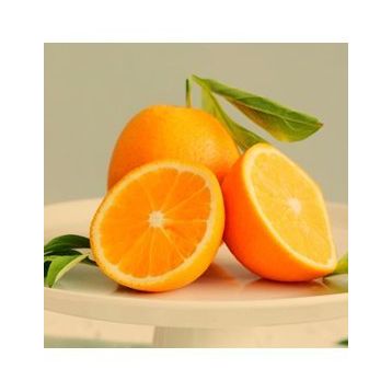 Valencia Portakal Fidanı