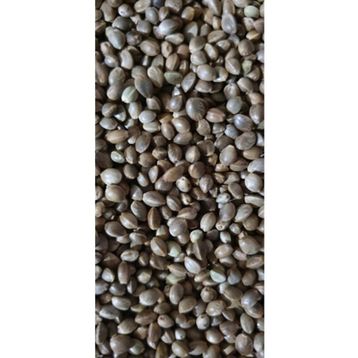 Versele Laga 1 kg Çedene Kenevir Tohumu Kuş Yemi