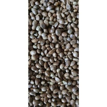 Versele Laga 1 kg Çedene Kenevir Tohumu Kuş Yemi