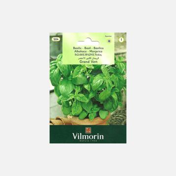 Vilmorin 504 İri Yapraklı Fesleğen Seri-1 Tohumu