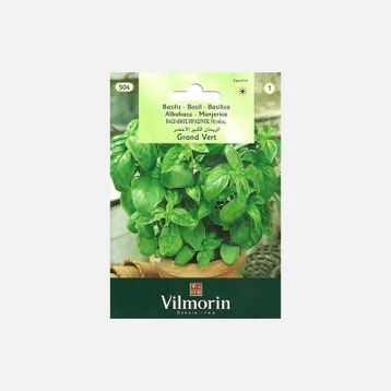 Vilmorin 504 İri Yapraklı Fesleğen Seri-1 Tohumu