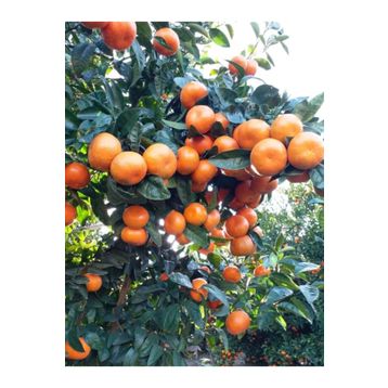 W.Murcott Mandalina Fidanı