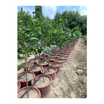 W.Murcott Mandalina Fidanı