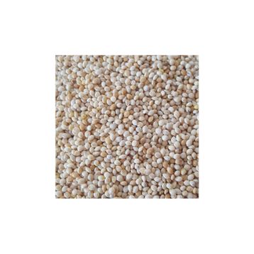 Woddy 1 kg Sade Ak Darı Muhabbet Kuşu Yemi