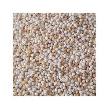 Woddy 1 kg Sade Ak Darı Muhabbet Kuşu Yemi