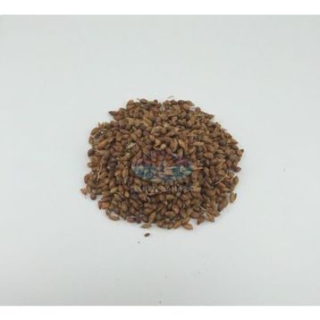Yelken 100 gr Süpürge Tohumu