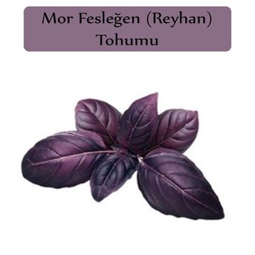Zencefil Organik 3x100 Adet Mor Reyhan Tohumu Mor Fesleğen Tohumu