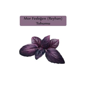 Zencefil Organik 3x100 Adet Mor Reyhan Tohumu Mor Fesleğen Tohumu